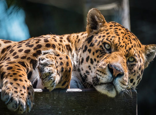 Dartmoor Zoo